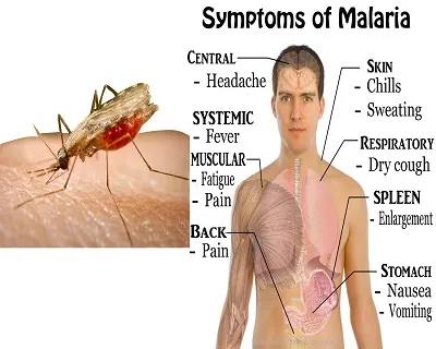 Illustration malaria - Image 2