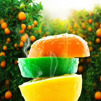 Illustration citrusy - Image 1