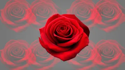 Illustration bracketing - Image 1