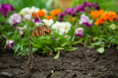 Illustration failing - Image 1