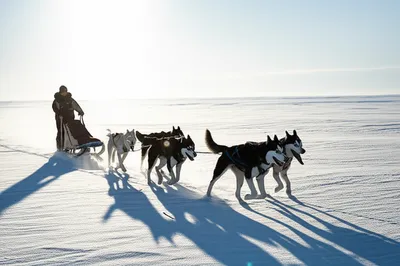 Illustration dogsled