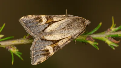 Illustration streaks - Image 1