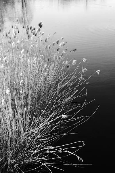 Illustration tussocks - Image 2