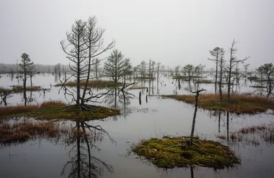 Illustration bogs - Image 1