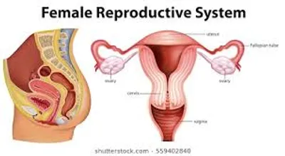 Illustration reproductive - Image 2