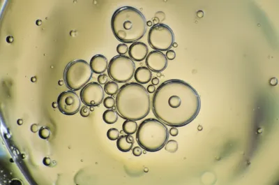 Illustration vesicles - Image 1