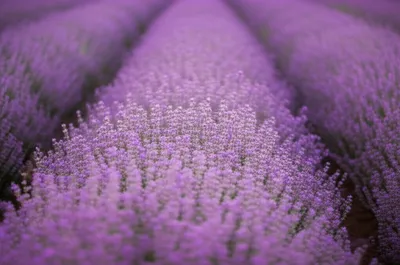 Illustration lavender - Image 1