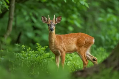 Illustration roe - Image 1