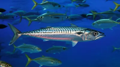 Illustration scombroid