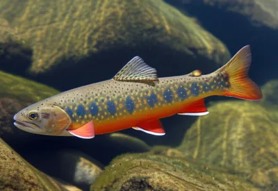 Illustration chars - Image 1