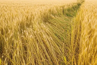 Illustration lodged - Image 1