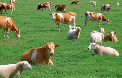 Illustration pastures - Image 1