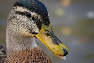 Illustration nail - Image 1