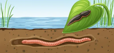 Illustration annelids - Image 1