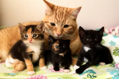 Illustration kittened - Image 1