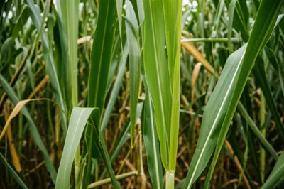 Illustration jutes - Image 1