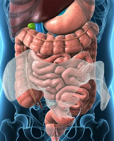 Illustration omentum - Image 1