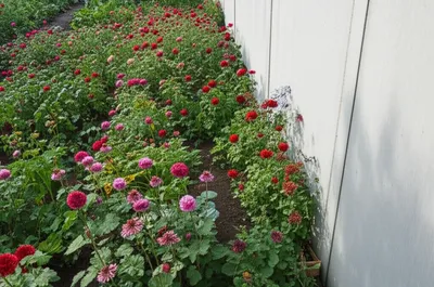 Illustration encroached - Image 1