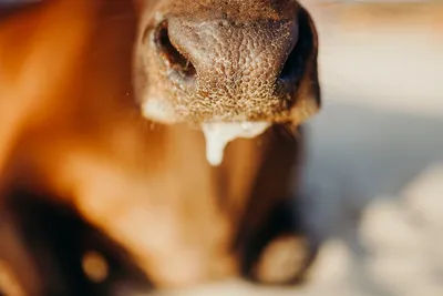 Illustration drools - Image 2