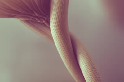 Illustration coitus - Image 1