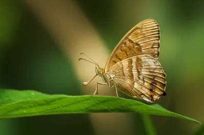 Illustration snout - Image 1