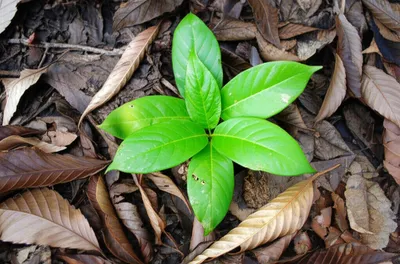 Illustration smother