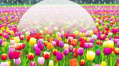 Illustration umbrellas - Image 1