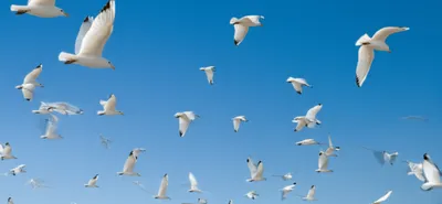 Illustration sails - Image 1