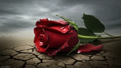 Illustration passionate - Image 1