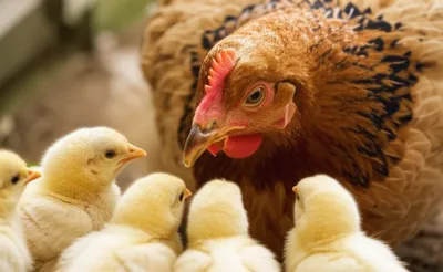 Illustration clucking - Image 1