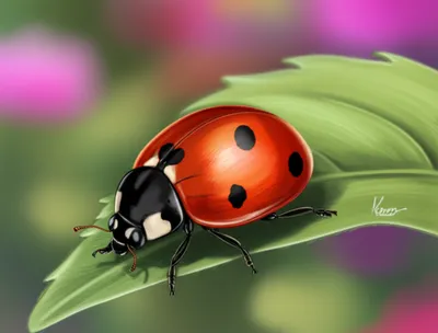 Illustration insect