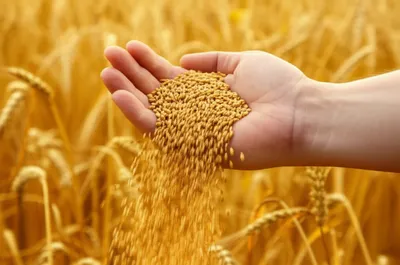 Illustration rips - Image 1