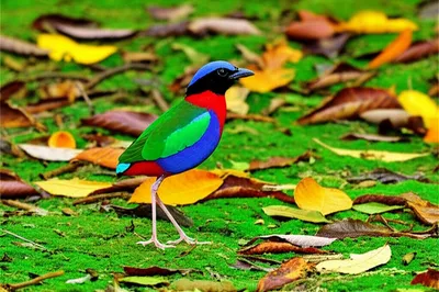 Illustration pittas - Image 1