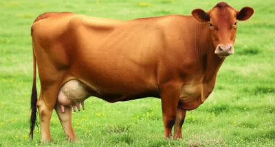 Illustration springs - Image 1