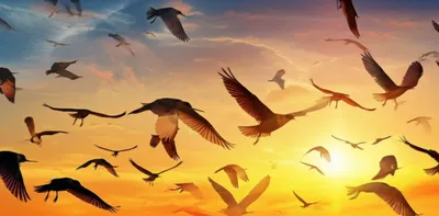 Hình ảnh minh họa salutation - Ảnh 1