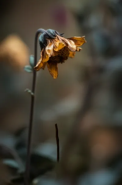 Illustration wounded - Image 1