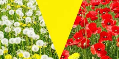 Illustration separator