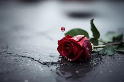 Illustration pull - Image 1