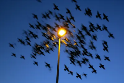 Illustration bats - Image 1