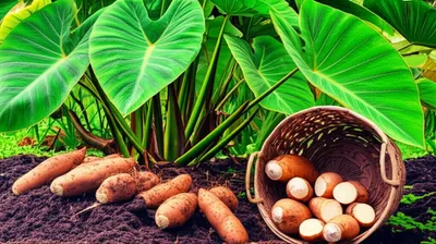 Illustration pia - Image 1