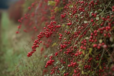 Illustration haws - Image 1