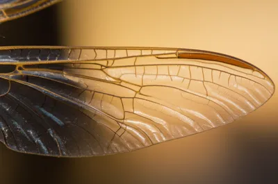 Illustration nervure - Image 1