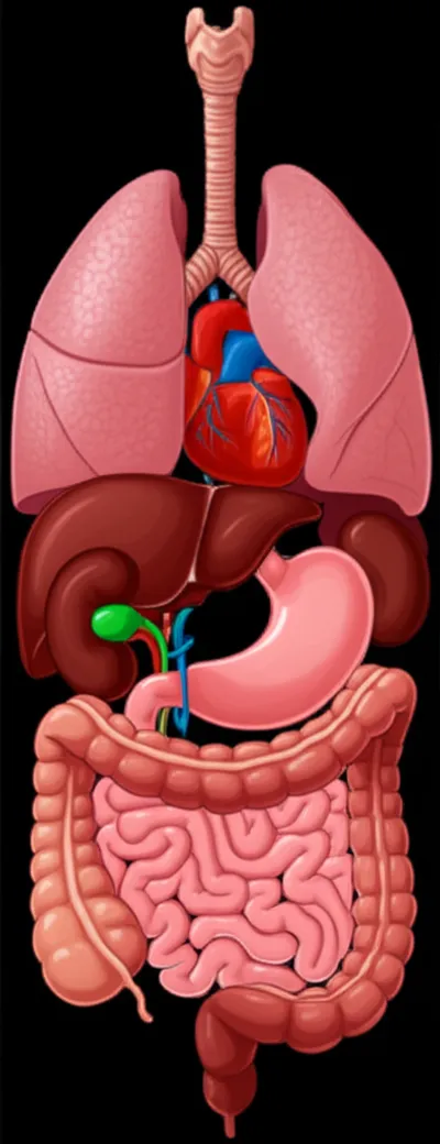 Illustration viscera - Image 1