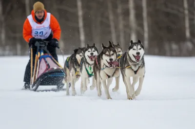Illustration dogsled - Image 1