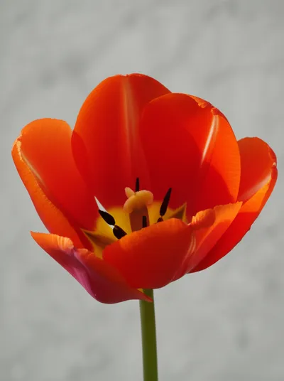 Illustration tulip - Image 1