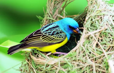 Illustration weaver - Image 1