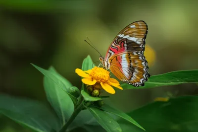 Illustration pasha - Image 1