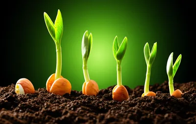 Illustration quickens - Image 1