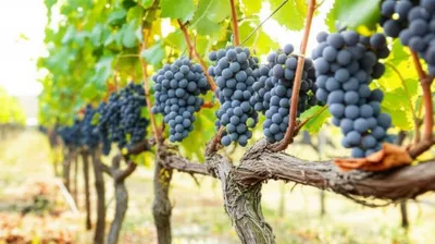 Illustration vine - Image 1