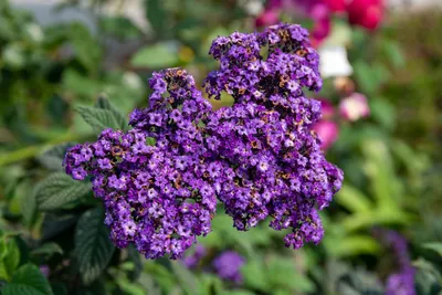 Illustration heliotrope - Image 2